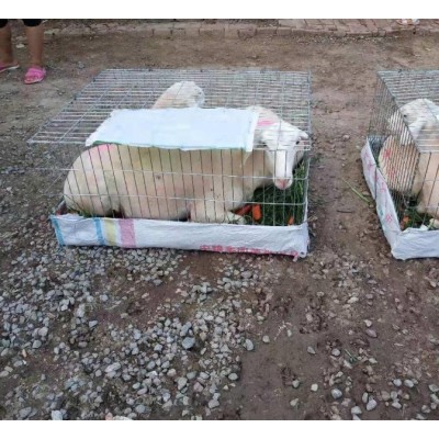 山东杜泊绵羊价格，杜泊种羊