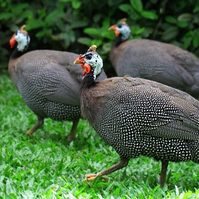 纯种散养珍珠鸡健康活苗鸡观赏好养珍珠鸡观赏鸡活体疫苗齐全好养