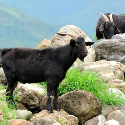 品种黑山羊供应 繁育场繁育 体格健壮 易养殖 长期供应 有需求找百柯