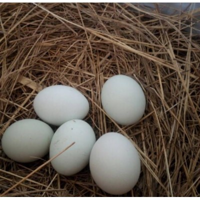 黑羽乌骨鸡蛋，绿皮鸡蛋 柴鸡蛋 山里养的土鸡蛋