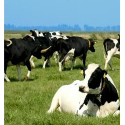 优质肉牛 安全可靠 以牛论价 价格合理