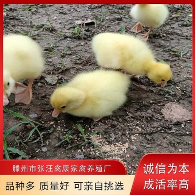 禽康 鹅苗批发 大品种出售 成品鹅回收 抗病能力强