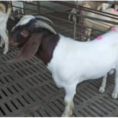 黑山羊品种黑头杜泊绵羊种羊价格 杜泊绵羊养殖