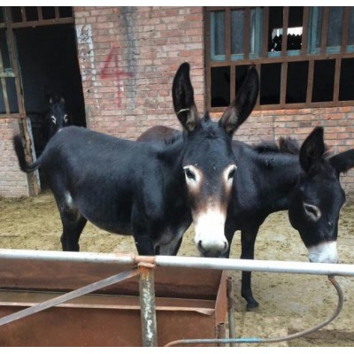 驴苗价格，驴苗，山东肉驴苗，肉驴苗