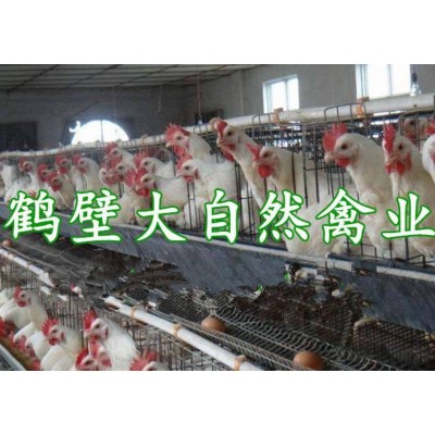 两个月青年鸡价格|2个月蛋鸡苗|60天脱温青年鸡报价