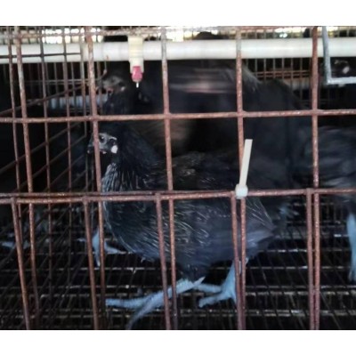 粉八青年鸡峪口京粉 黑凤青年鸡 京粉8号蛋鸡黑鸡产粉蛋