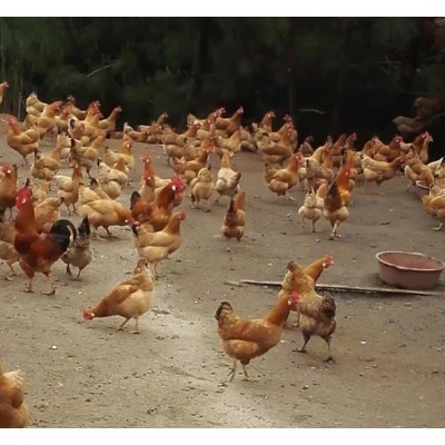 白耳黄鸡-脱温鸡苗
