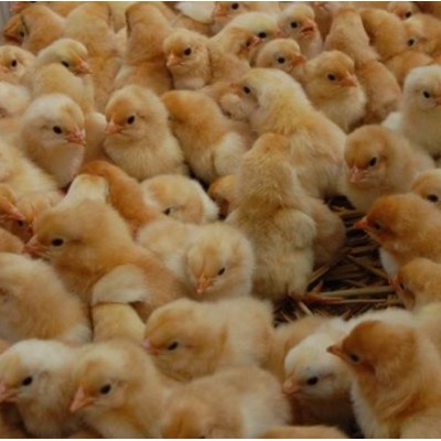 宁都黄鸡 母鸡苗