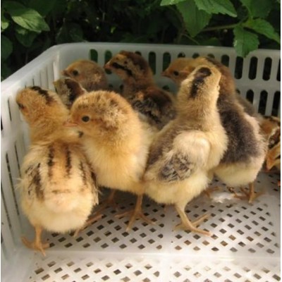 四川青脚土鸡苗批发