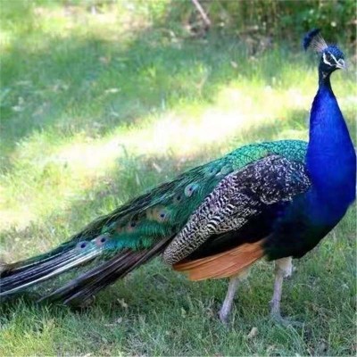 孔雀活体脱温小孔雀幼苗活物成年观赏孔雀大型花白蓝孔雀景区观赏