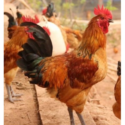 重庆德信禽业土鸡苗青脚红羽鸡苗价格实惠