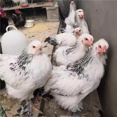 正宗婆罗门鸡脱温小鸡苗巨型梵天活体大型婆罗门鸡景区观赏巨型鸡