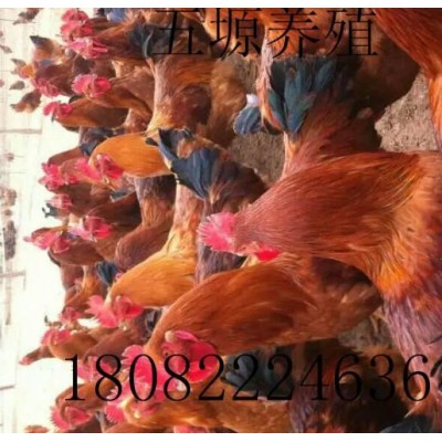 巴布考克B380鸡苗