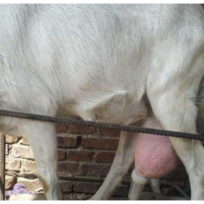 品种奶山羊青山羊优质努比亚黑山羊 生长快