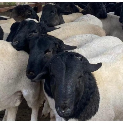 奶山羊羔养殖厂杂交大耳朵小羊羔 肉质细嫩美国白山羊