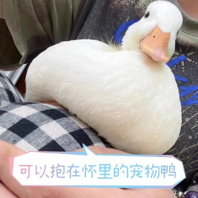 柯尔鸭活宠物网红鸭宠物鸭苗可达鸭苗活物科尔鸭幼崽小黄鸭子活的