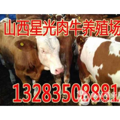 西门塔尔牛 的价格