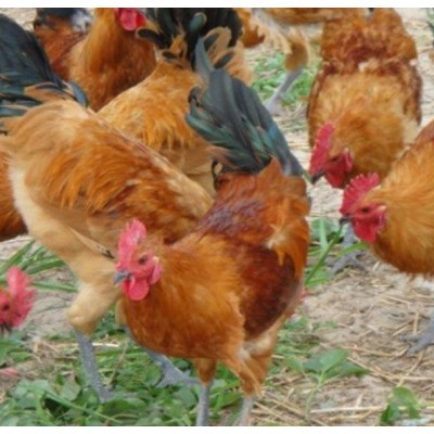 重庆德信禽业土鸡苗青脚红羽鸡苗专业