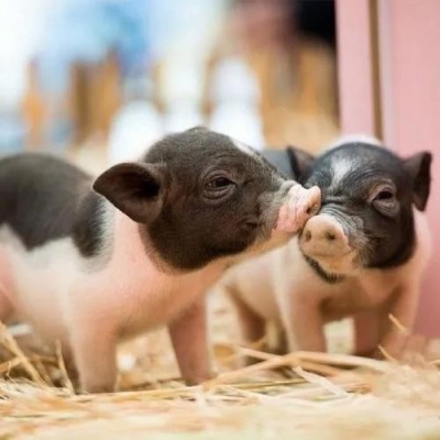 荷兰小香猪萌宠幼崽网红宠物小猪仔活体幼苗家养小型宠物景区观赏