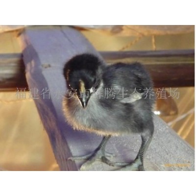 黑羽土鸡苗 来电面议