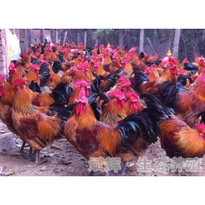 我公司常年出售散养香二香三瑶鸡等品种土鸡