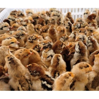 土鸡苗供应五黑鸡青脚麻质量保证送货到家