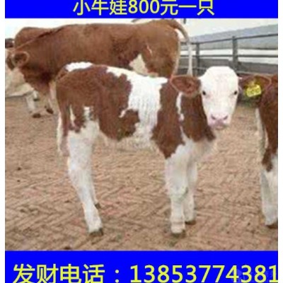 改良肉牛犊养殖鲁西黄牛小牛价格