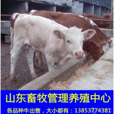 黄牛肉牛犊养殖场改良育肥肉牛犊