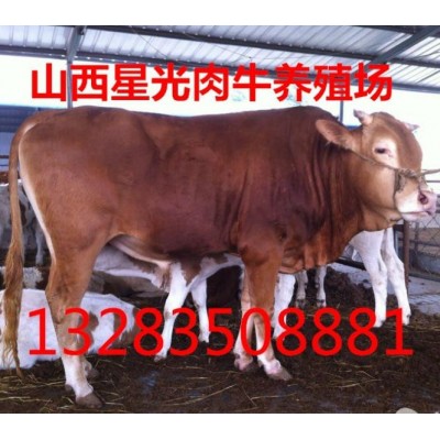 利木赞肉牛价格