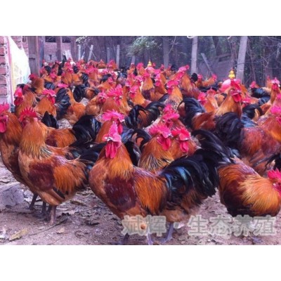 定西土鸡苗批发大红瑶鸡（大黑瑶鸡）