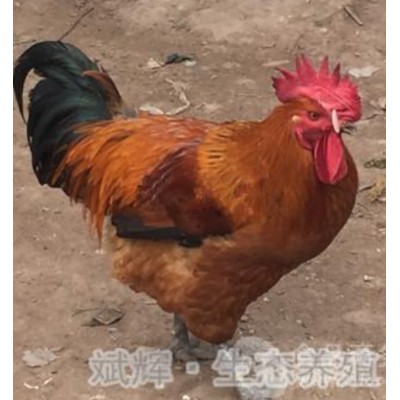 平凉土鸡苗批发品牌麻鸡