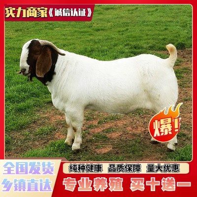 波尔山羊纯种小羊活苗活体活羊小羊羔怀孕母羊种公羊山羊大型养殖