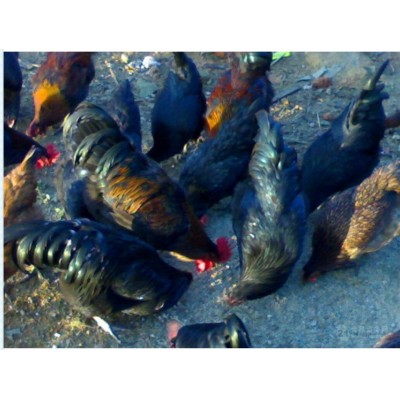 土鸡苗批发 福建土鸡供应 福建土鸡养殖 黑羽土鸡批发