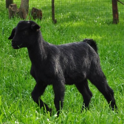 繁育场自然养殖黑山羊供应 深山放养 用作肉羊 订购找百柯农业