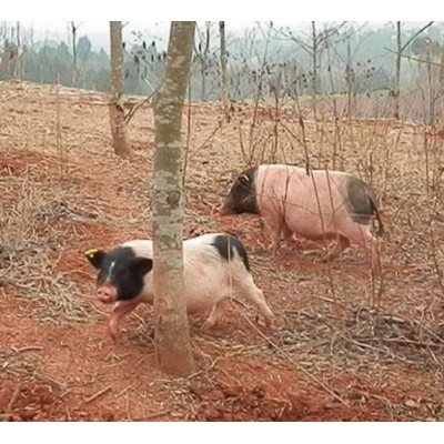 雍农农业猪鸡鸭