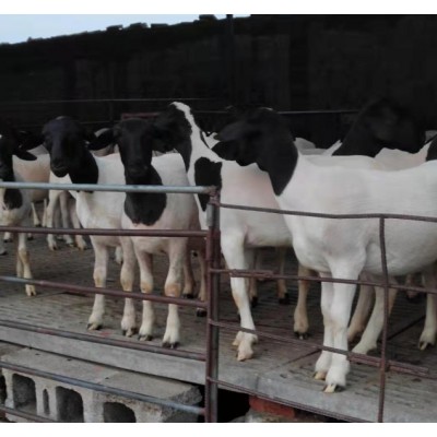 黑头杜泊绵羊 杜泊绵羊价格