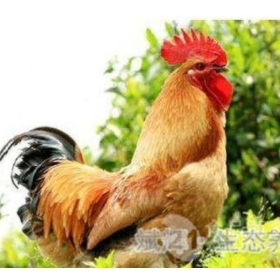 天水土鸡苗批发固始鸡