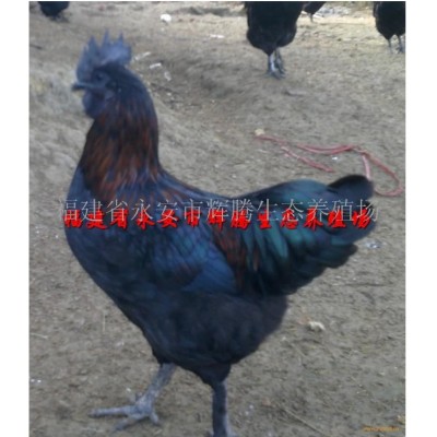 山地虫草土鸡(杂粮饲养)