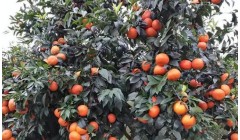 橘子树叶子发黄，专家教你如何解决问题！