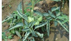 番茄开花后，这样管理让果实挂满枝头
