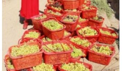 豫西“吐鲁番”葡萄获丰收