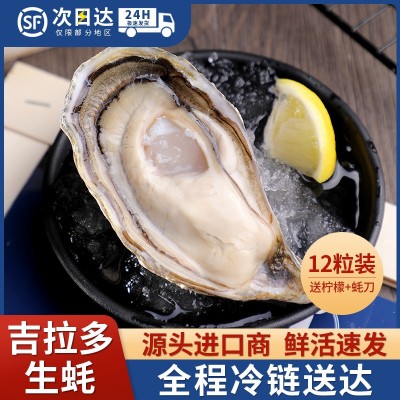 12粒装法国进口吉拉多生蚝Gillravage产地批发水产海鲜活大生蚝 1盒