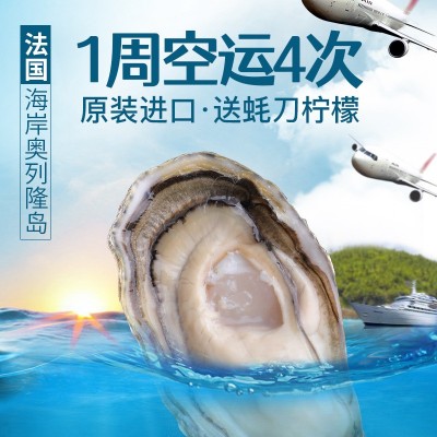 12粒装法国进口吉拉多生蚝Gillravage产地批发水产海鲜活大生蚝 1盒图4