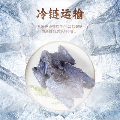 佛山现杀竹丝鸡煲汤佳品生鲜竹丝鸡批发新鲜土鸡农家散养乌鸡 10斤图2