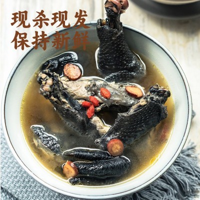 佛山现杀竹丝鸡煲汤佳品生鲜竹丝鸡批发新鲜土鸡农家散养乌鸡 10斤图3
