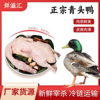 农家散养新鲜青头鸭老鸭现杀绿头鸭子肉整只麻鸭冷链发货 10只图2