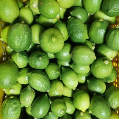 广东香水柠檬新鲜野生青柠檬无籽大果特级果应当季水果奶茶店专用 5斤图4