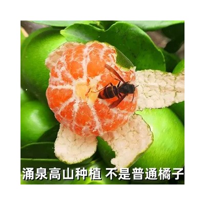 临海涌泉早熟蜜橘青皮橘子新鲜桔子孕妇应季时令水果整箱蜜桔 1箱