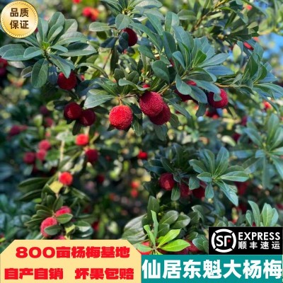 浙江仙居东魁新鲜杨梅鲜果当季水果现摘现发顺丰冷链颗粒礼品图4