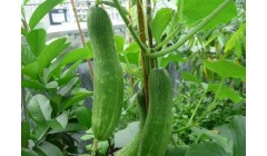 浇好水，种出水灵灵的黄瓜